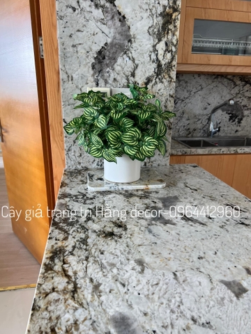 CHẬU SỌC DƯA HẤU ĐẶT BÀN 43CM