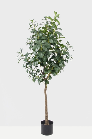 CÂY LÁ CHANH XANH GIẢ ( 1M2-1M3-1M6)