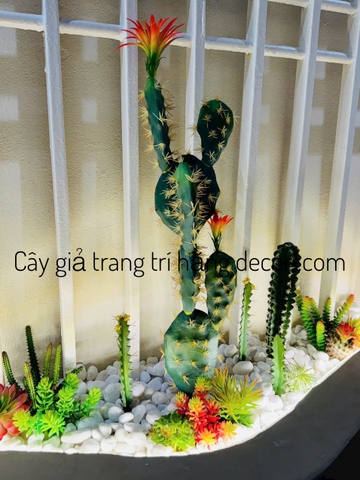 CÂY XƯƠNG RỒNG TAI THỎ HOA CAM( 45CM,65CM)