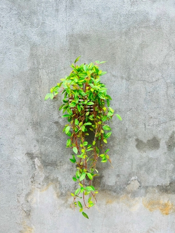 GIỎ CÂY RỦ GIẢ TRANG TRÍ 70CM