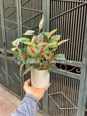 CHẬU LÁ MÔN ĐỎ ĐẶT BÀN 30CM