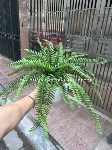 CHẬU DƯƠNG SỈ GIẢ ĐẶT BÀN 40CM