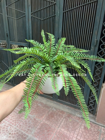 CHẬU DƯƠNG SỈ GIẢ ĐẶT BÀN 40CM