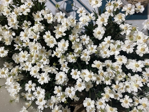 GIỎ HOA CÚC GIẢ TRANG TRÍ 40CM