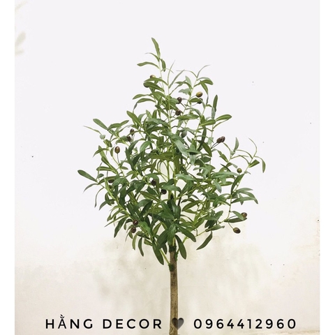 CÂY OLIU THÂN GỖ HẰNG DECOR 1M-1M3