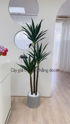 CHẬU CÂY PHÁT TÀI NÚI GIẢ 1M4 KÈM CHẬU GỐM TRẮNG