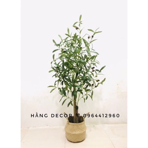 CÂY OLIU THÂN GỖ HẰNG DECOR 1M-1M3