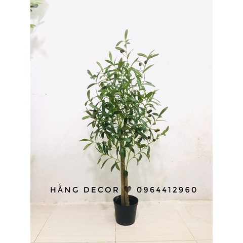 CÂY OLIU THÂN GỖ HẰNG DECOR 1M-1M3