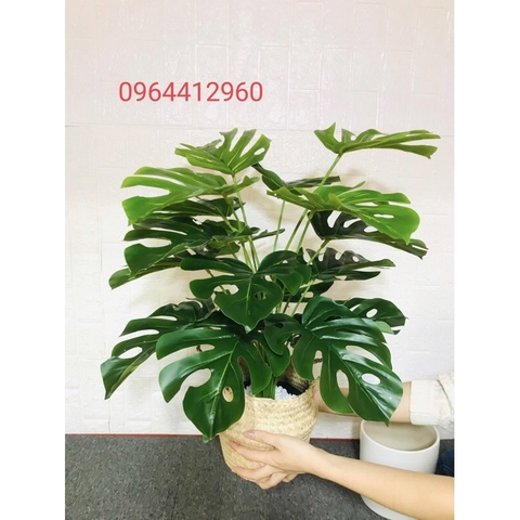 CÂY LÁ RÙA GIẢ 70CM 18 LÁ HẰNG DECOR