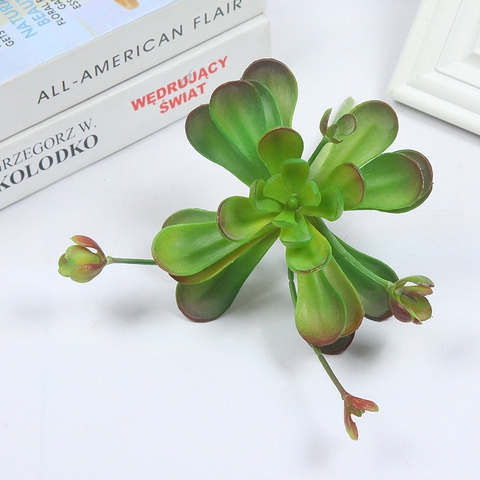 Cành sen đá hoa mầm cao 18cm