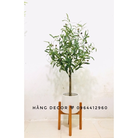 CÂY OLIU THÂN GỖ HẰNG DECOR 1M-1M3