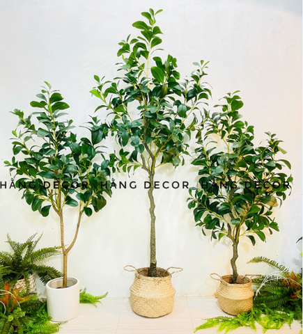 CÂY LÁ CHANH XANH GIẢ ( 1M2-1M3-1M6)