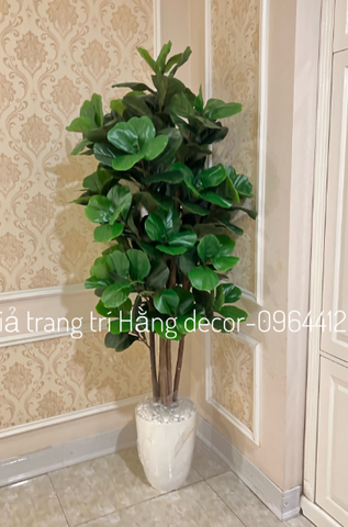CÂY BÀNG SINGAPORE 6 THÂN GỖ hằng decor (1m5)