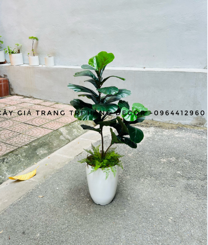 CÂY BÀNG SINGAPORE 2 NHÁNH (80CM VÀ 1M )