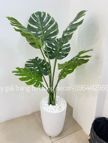 CÂY TRẦU BÀ LÁ XẺ HẰNG DECOR (90CM ,1M2)