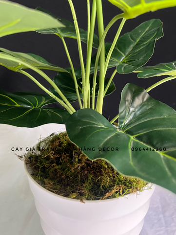 CÂY HOA THIÊN ĐIỂU GIẢ 60CM-70CM