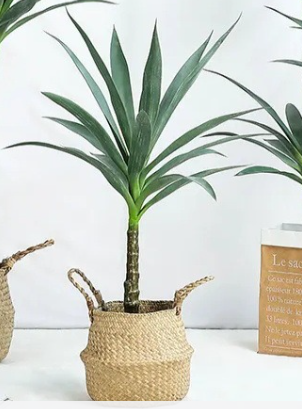 CÂY PHÁT TÀI NÚI GIẢ TRANG TRÍ HẰNG DECOR (1M ,1M2,1M4,1M6,1M8)