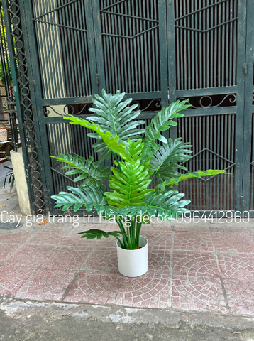 CÂY TRẦU BÀ THANH XUÂN GIẢ HẰNG DECOR 1M1