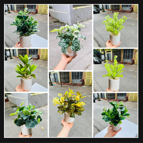 CHẬU CÂY GIẢ ĐẶT BÀN , TỦ, KỆ 30CM
