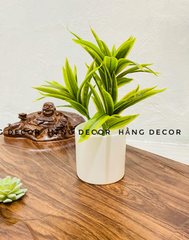 CHẬU THỦY TRÚC  ĐẶT BÀN 30CM
