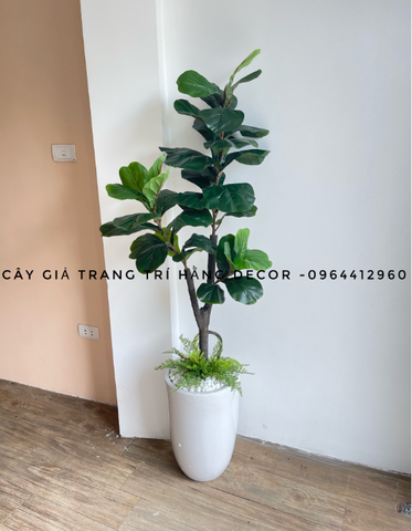 CÂY BÀNG SINGAPORE THÂN GỖ 3 NHÁNH (1m2 và 1m5 )