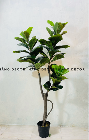CÂY BÀNG SINGAPORE THÂN GỖ 3 NHÁNH (1m2 và 1m5 )