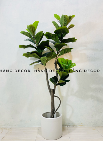CÂY BÀNG SINGAPORE THÂN GỖ 3 NHÁNH (1m2 và 1m5 )