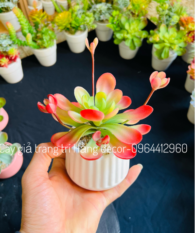 Chậu sen đá hoa mầm cao 18cm