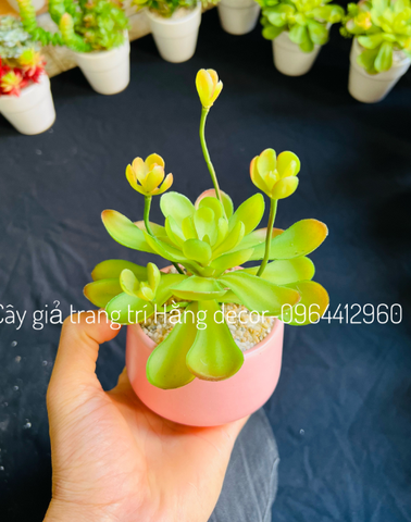 Chậu sen đá hoa mầm cao 18cm