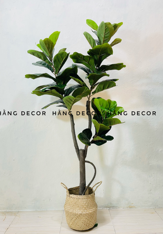 CÂY BÀNG SINGAPORE THÂN GỖ 3 NHÁNH (1m2 và 1m5 )
