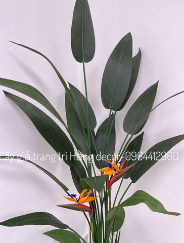 CHẬU CÂY THIÊN ĐIỂU MIX DƯƠNG SỈ (1M4, 1M6)