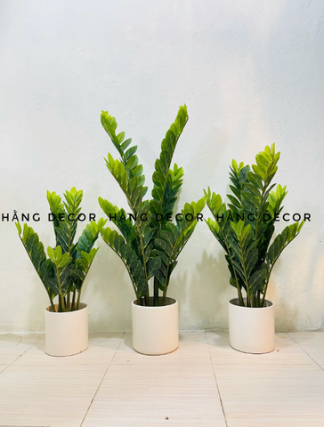CÂY KIM TIỀN GIẢ TRANG TRÍ HẰNG DECOR (60CM, 90CM, 1M1)