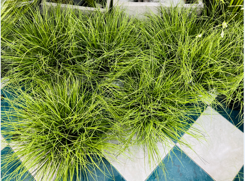 BÚI CỎ LAU GIẢ HẰNG DECOR 40CM