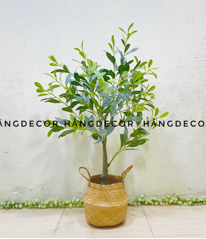 CÂY OLIU GIẢ, CÂY OLIU LÁ  BẠC (85CM, 1M3, 1M65)
