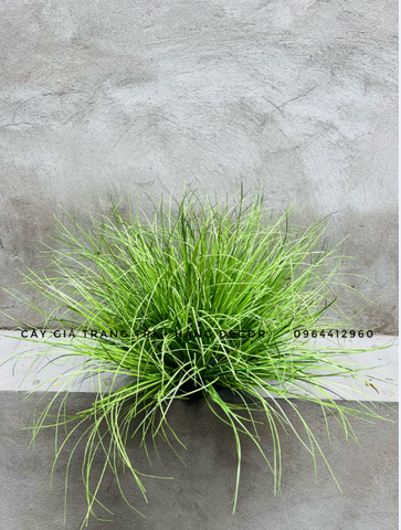 BÚI CỎ LAU GIẢ HẰNG DECOR 40CM