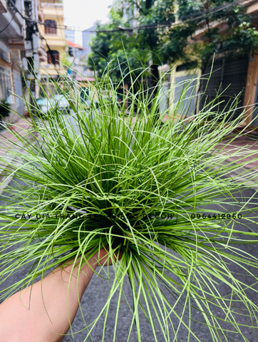 BÚI CỎ LAU GIẢ HẰNG DECOR 40CM