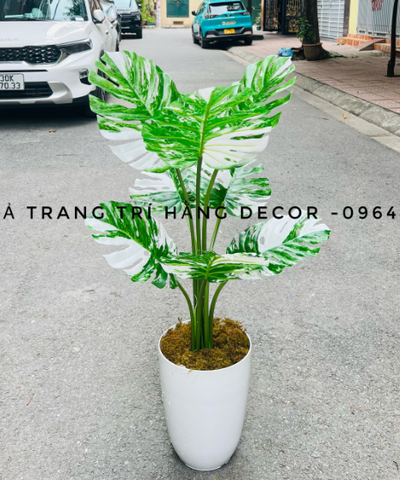 CÂY TRẦU BÀ LÁ XẺ TRẮNG HẰNG DECOR (90CM, 1M2)