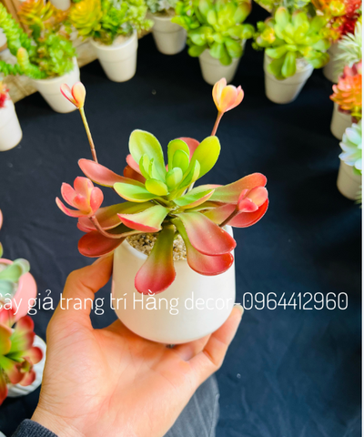 Chậu sen đá hoa mầm cao 18cm