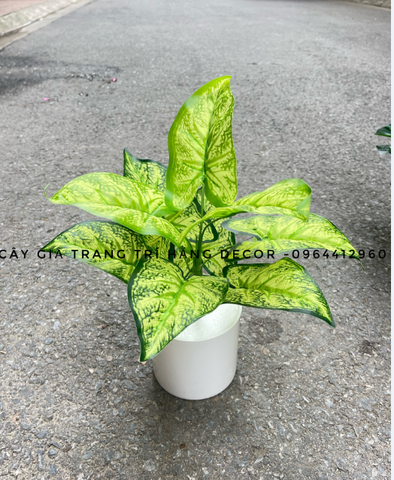 CHẬU CÂY ĐỂ BÀN 9 LÁ 30CM