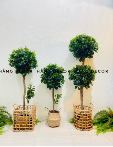 CÂY NGÂU GIẢ TRANG TRÍ HẰNG DECOR (80CM-1M-1M2)