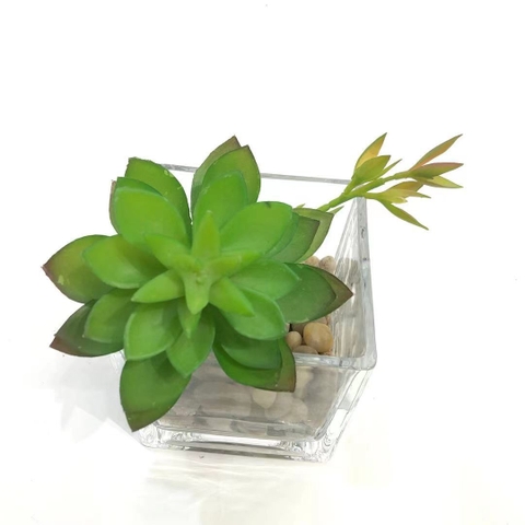Cành sen đá hoa sen có mầm