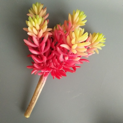 Cành sen đá tép bưởi giả 13cm