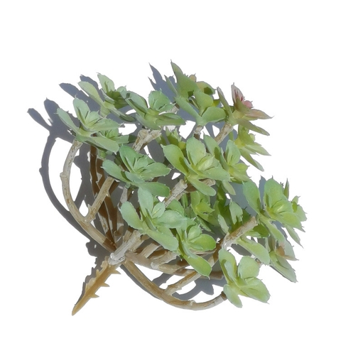 Cành Sen đá chùm giả cao 12cm x rộng 12cm