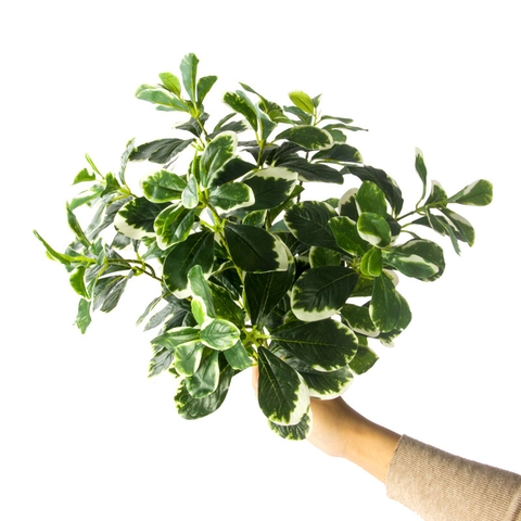 Cành ngũ gia bì giả 40cm (xanh , trắng)