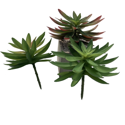 Chậu sen đá tai mèo giả 16cm