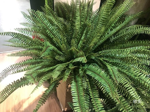 Cành dương sỉ cổ đại 11 nhánh 45cm
