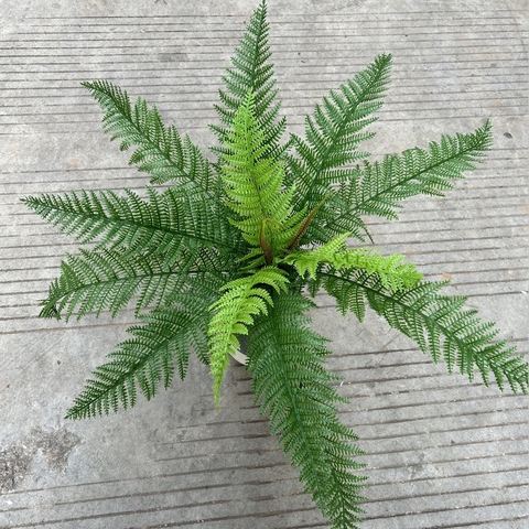 Cành dương sỉ rễ vòi giả 40cm