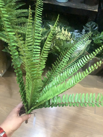 Cành dương sỉ cổ đại 11 nhánh 45cm