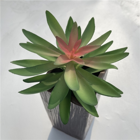 Chậu sen đá tai mèo giả 16cm