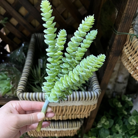 Cành sen đá cỏ tiền giả 6 nhánh
